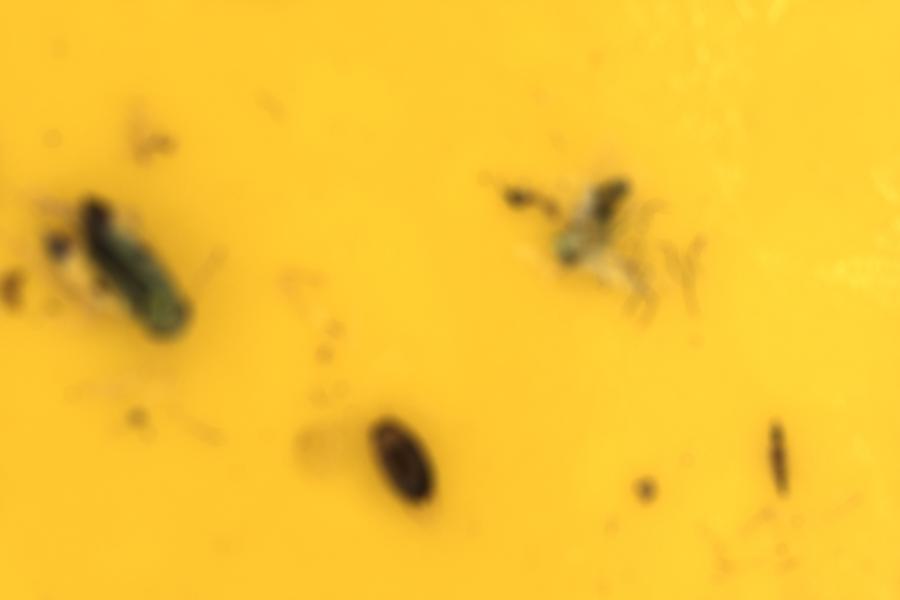 Image 63